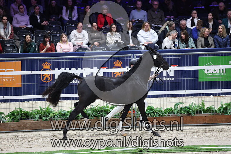 Sir Romancier BB v. Next Romancier