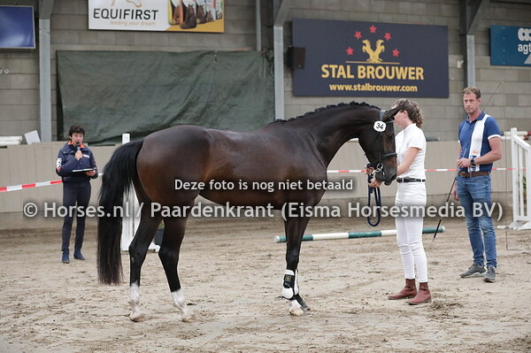 34 Moog Toti-Elf (Totilas x Eleven v. Vivaldi)