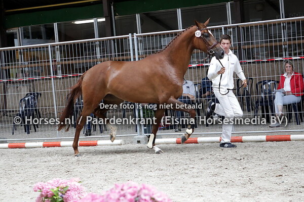 128 Morina D (Zonik x Forina v. Jazz)