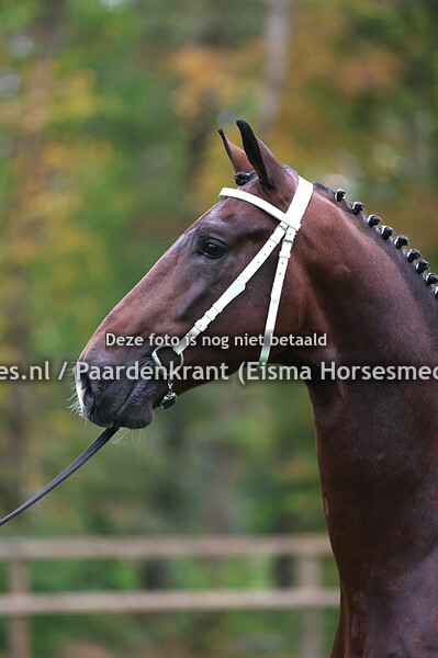 15 oktober 2025 standfotodag tuigpaard HK bewerkt