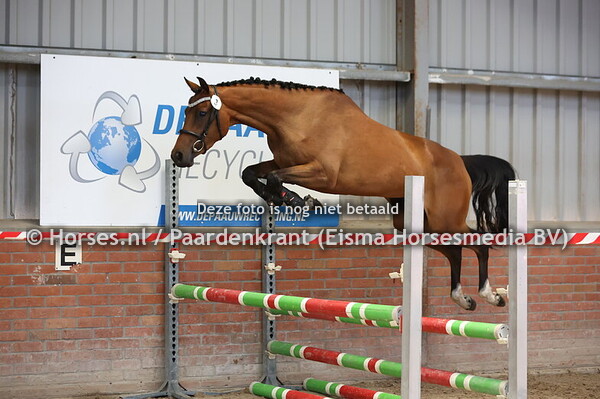 3 Solita vh Twentse Veilinghuis (v. Tangelo vd Zuuthoeve)