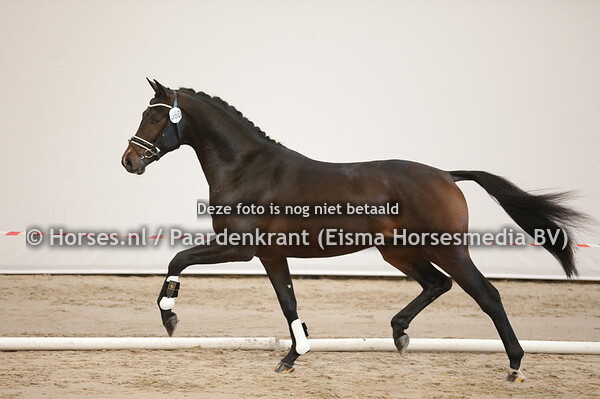 191204 KWPN 1e bezichtiging dressuur 2019