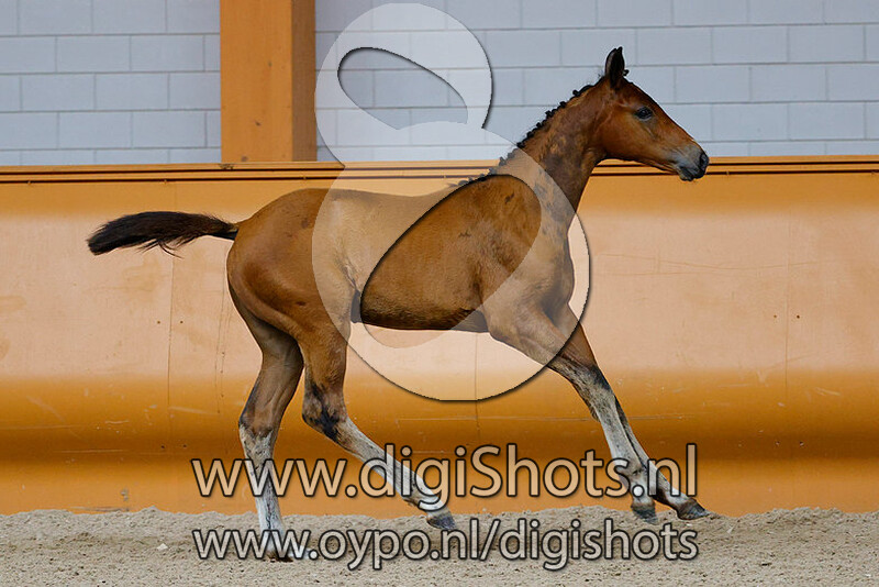 Rouge Coco Bloom CD v. Farzack des Abbayes