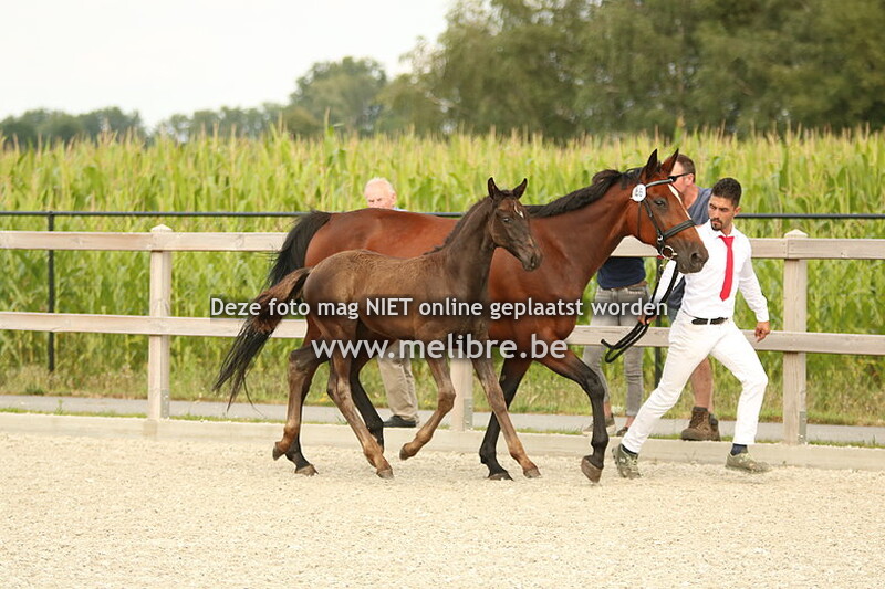Veulenkeuring extra foto"s