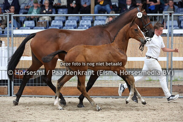 43 Valerie Fortuna LF VDL (Mindset ES x Fortis Fortuna)