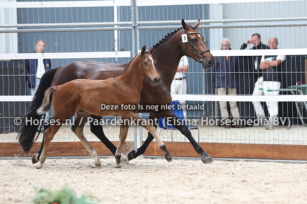 9 Vancouver Eurohill (Erir R x Iline Eurohill v. Numero Uno)