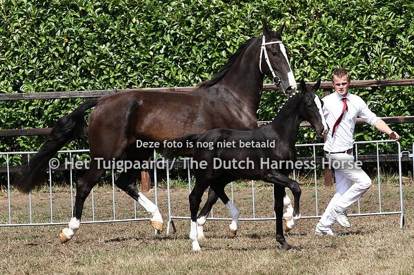 Hubert VDM nakomelingen / offspring