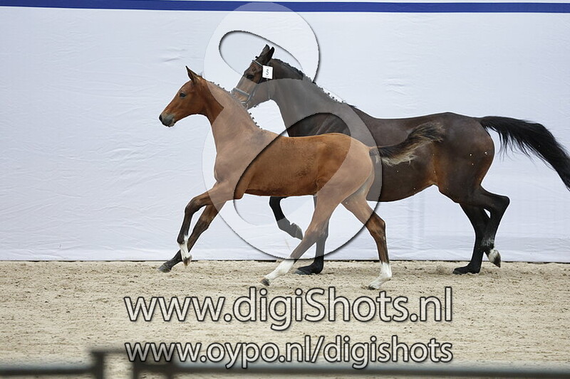 Vagant v. Tangelo van de Zuuthoeve