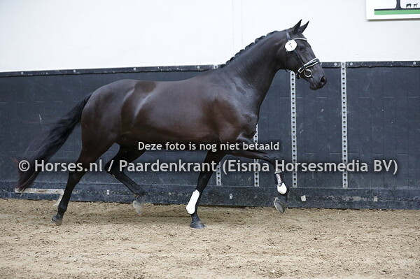 7 Nova Preta (Glamourdale x Itara v. Desperado)