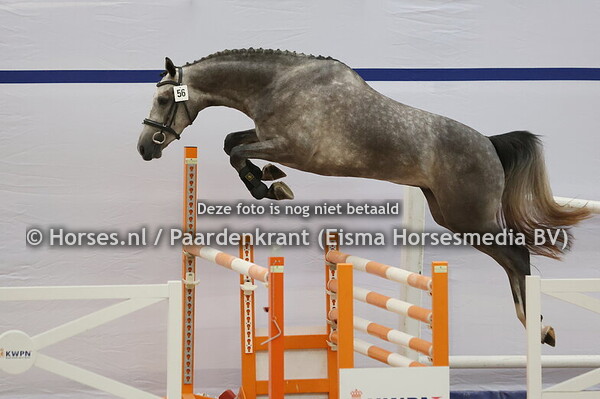 56 Sara Beau Odette (Aristoteles x Beau-Odette v. Cartano)