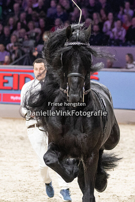 Hengstenkeuring 2024 Jouwe 485