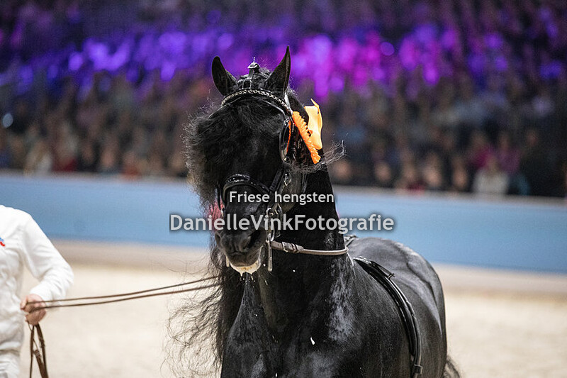 Hengstenkeuring 2024 Martzen 521
