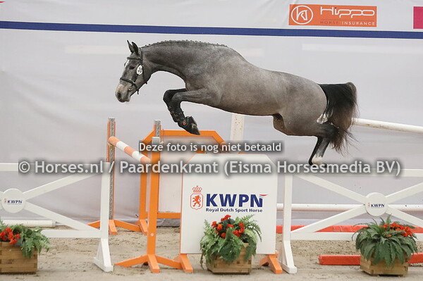 30 Casterlino vd Pan Z (Cicero Z van Paemel x Ziella v. Corland)