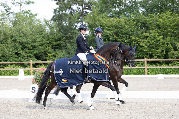 Regiokampioenschappen dressuur paarden