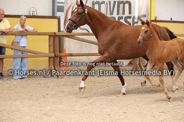 21 Phoebe (Taminiau x Z0-S v. Florencio)