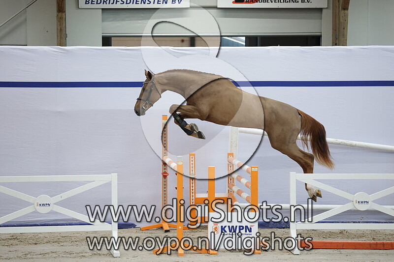 Horsedeals Prince Tarzan