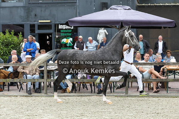 43 - Thecla Gardenia HBC ( Roy M x Victory )