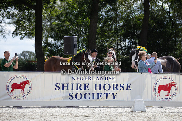 14. 2-jarige hengsten