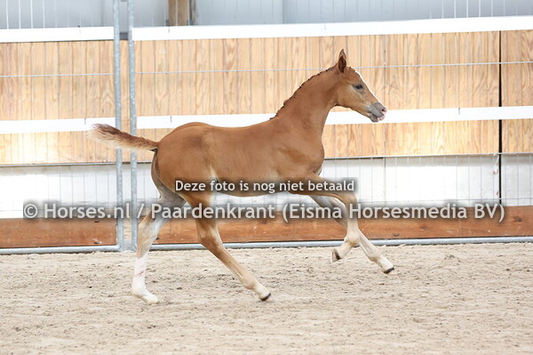 211 Vi-Star SK (Tangelo vd Zuuthoeve x Jambes Dór v. Phim Phin)