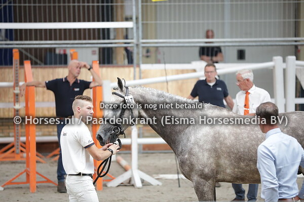 297 Mery Sijgje (Inaico VDL x Fancy Sijgje v. Arizona)