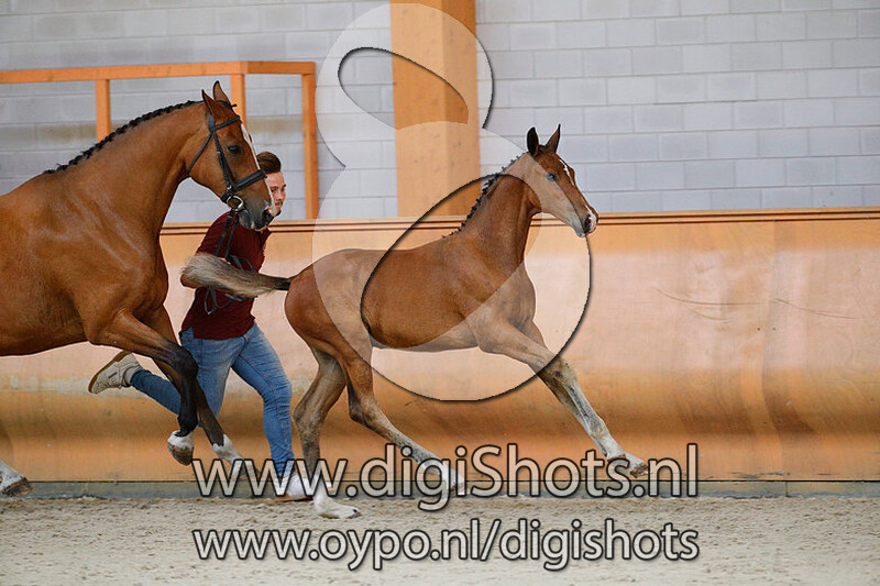 Norman van de Hees v. Lyjanero