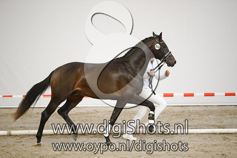 308 Lucky Boy v. Blue Hors Zack