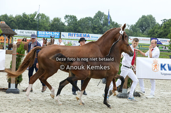 5 - Vlinderose  ( Cizandro x Patijn )