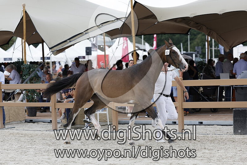 Painted Dorissa v. Grandorado TN