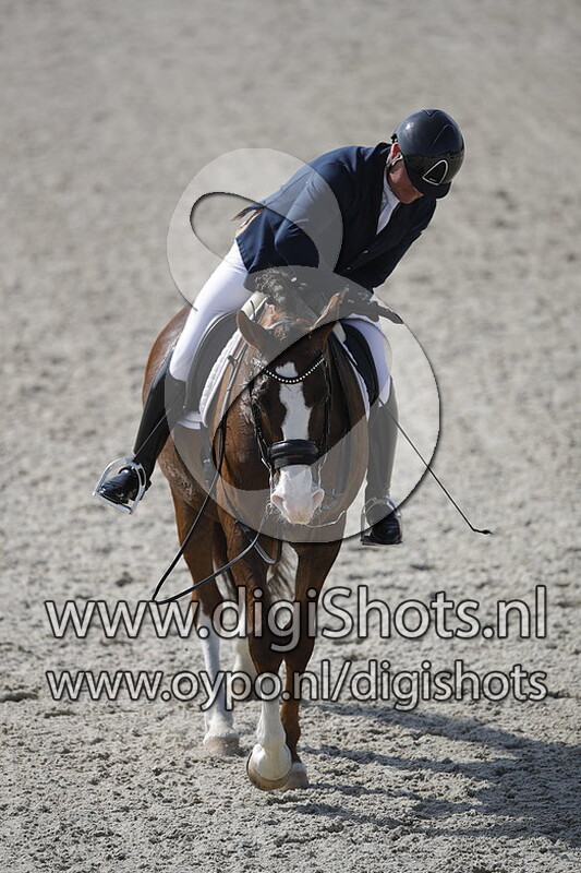 Newton Sporthorses CT