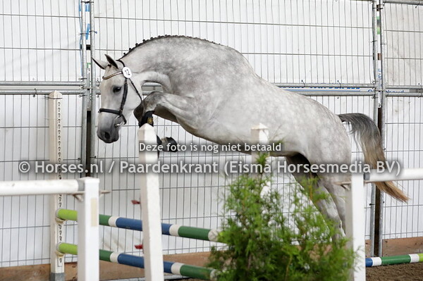 12 Princess (Falaise de Muze x Alexis v. Casco)