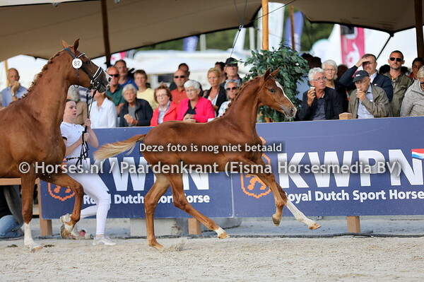 05-08-2022 KWPN Kampioenschappen dressuurveulens