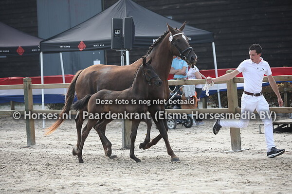 212 Icha (Negro x Elison v. First Romancier) (1)