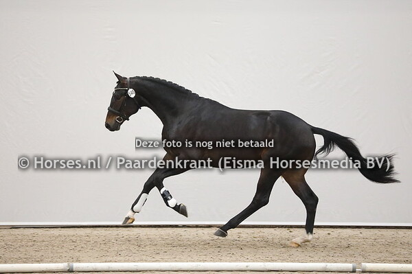 546 Sandro Hit x Florencio