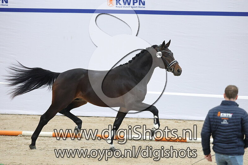 Touch of Gold Verdoni