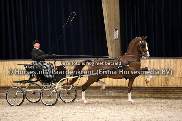 08-01-22 KWPN TP HK Oudere tuigpaardhengsten