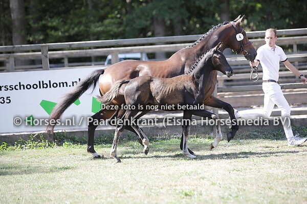 4 Six Pack (Next Romancier. x Ferdeaux)