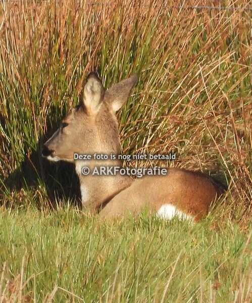 Reeën in en om Uffelte