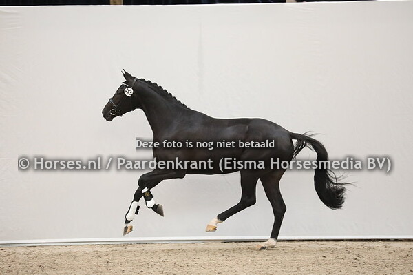 355 Dream Boy x Jazz