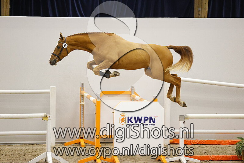 Nacho CM vd Wolfshoeve v. Carrera VDL