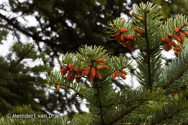 MCL - Mien Ruys-tuin 3