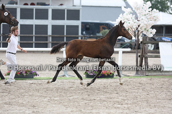 86 Victoria (My nblue Hors Santiano x Nina v. Dram Boy)