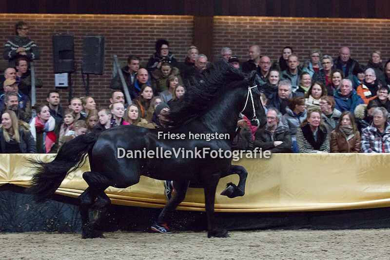 Hengstenshow Lunteren 24-02-2018 - Tiede 501