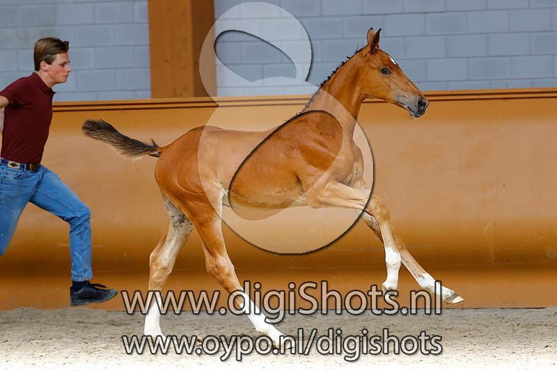 Chipito Z v. Chacoon Blue