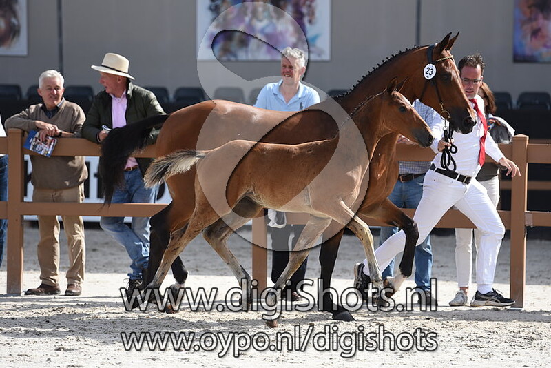 No Limit W v. High Shutterfly