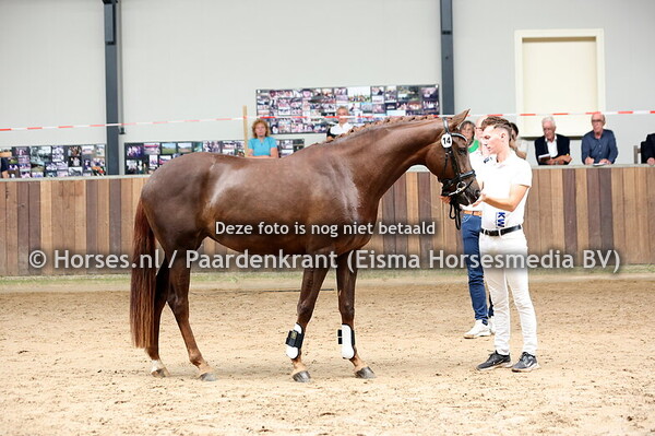 14 Sopia Loren (Livius x Guinevere v. Charmeur)