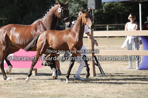 81 Sammy H (My Blue Hors Santano.x Googel)