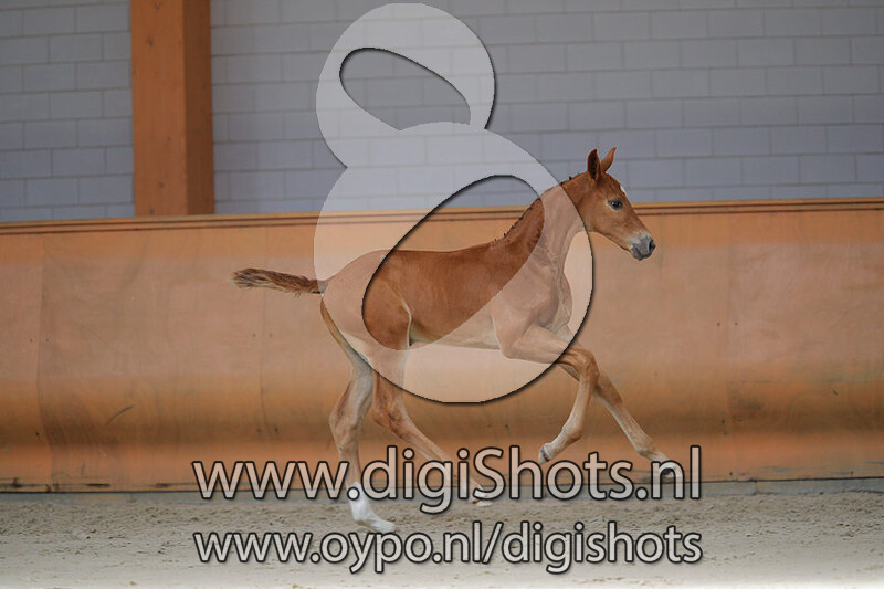 Orange Citty C v. Gaspahr