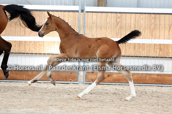 215 Vonkannodu Jars (Conkanno PS x Lois lanee v. Arezzo)