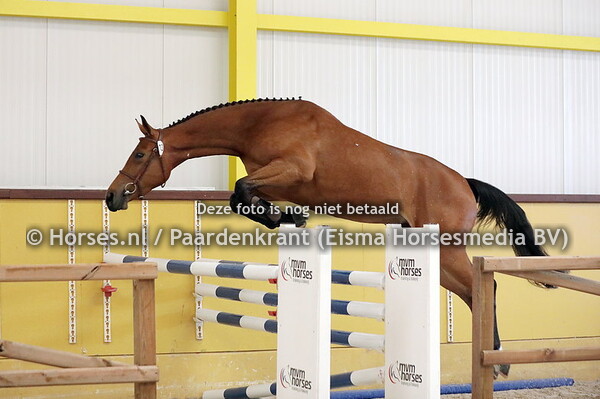 13 Olivia (Kasper DDH x Haylin v. Cornet Obolensky)