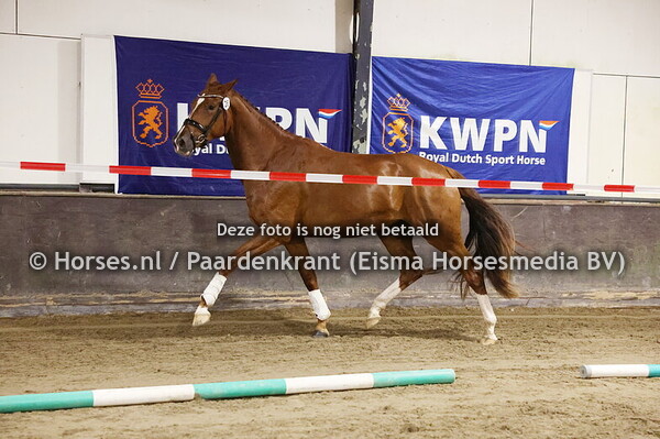 26 Rosesion (Mansion x Invasion v.  Damon Hill)